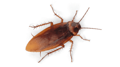 American Cockroach Photo