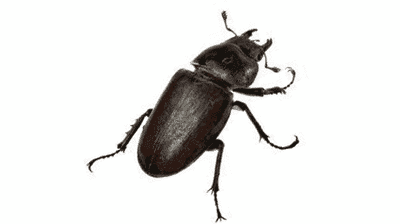 Beetles Photo