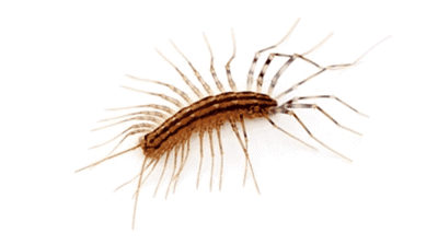Centipedes Photo