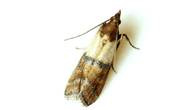 Indian Meal Moth Photo