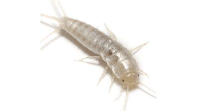 Silverfish Photo