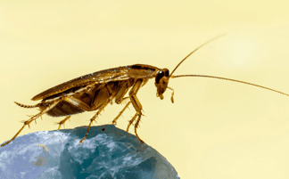 cockroaches