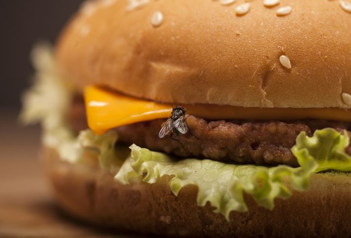 fly on a burger
