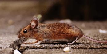 mouse